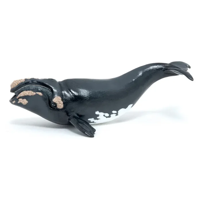 Papo – Right Whale