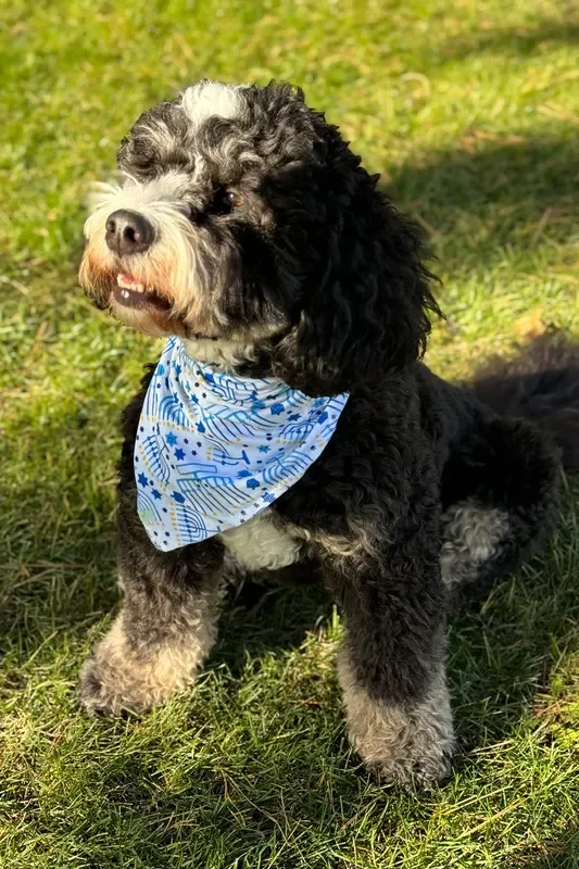 Pet Bandana – Menorahs